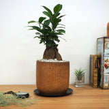 ガジュマル アカシアポットアレンジ