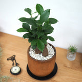 ガジュマル アカシアポットアレンジ