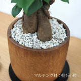 ガジュマル アカシアポットアレンジ