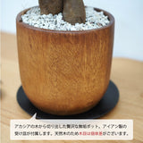 ガジュマル アカシアポットアレンジ