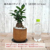 ガジュマル アカシアポットアレンジ