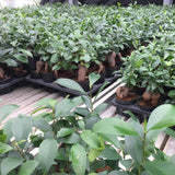 ガジュマル アートスクエアポットアレンジ