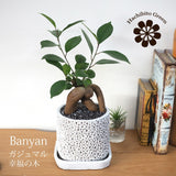 ガジュマル アートスクエアポットアレンジ