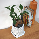 ガジュマル アートスクエアポットアレンジ