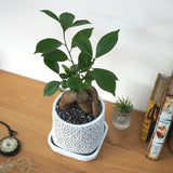 ガジュマル アートスクエアポットアレンジ