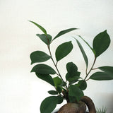 ガジュマル アートスクエアポットアレンジ