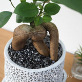 ガジュマル アートスクエアポットアレンジ