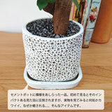 ガジュマル アートスクエアポットアレンジ