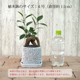 ガジュマル アートスクエアポットアレンジ