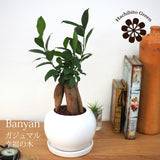 ガジュマル ホワイトポットアレンジ