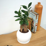 ガジュマル ホワイトポットアレンジ