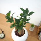 ガジュマル ホワイトポットアレンジ