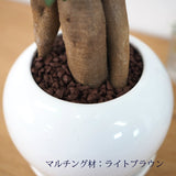 ガジュマル ホワイトポットアレンジ