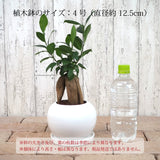 ガジュマル ホワイトポットアレンジ