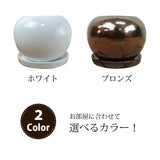 ガジュマル ホワイトポットアレンジ