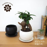 ミニ ガジュマル 和モダンポットアレンジ