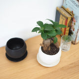 ミニ ガジュマル 和モダンポットアレンジ