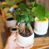 ミニ ガジュマル 和モダンポットアレンジ