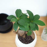 ミニ ガジュマル 和モダンポットアレンジ