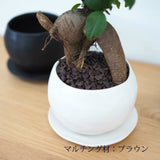 ミニ ガジュマル 和モダンポットアレンジ