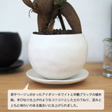 ミニ ガジュマル 和モダンポットアレンジ