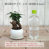 ミニ ガジュマル 和モダンポットアレンジ