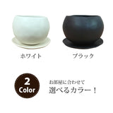 ミニ ガジュマル 和モダンポットアレンジ