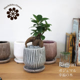ミニ ガジュマル 和モダンポットアレンジ