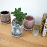 ミニ ガジュマル 和モダンポットアレンジ