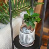 ミニ ガジュマル 和モダンポットアレンジ