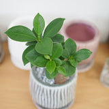 ミニ ガジュマル 和モダンポットアレンジ