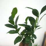 ミニ ガジュマル 和モダンポットアレンジ