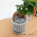 ミニ ガジュマル 和モダンポットアレンジ