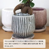 ミニ ガジュマル 和モダンポットアレンジ