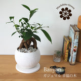 ガジュマル ストーンポットアレンジ