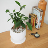 ガジュマル ストーンポットアレンジ