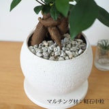 ガジュマル ストーンポットアレンジ