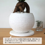 ガジュマル ストーンポットアレンジ