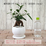 ガジュマル ストーンポットアレンジ