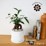 ガジュマル フローラポットアレンジ