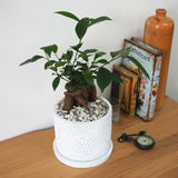 ガジュマル フローラポットアレンジ