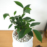 ガジュマル フローラポットアレンジ