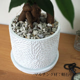 ガジュマル フローラポットアレンジ