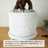 ガジュマル フローラポットアレンジ