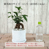 ガジュマル フローラポットアレンジ