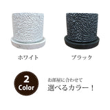 ガジュマル フローラポットアレンジ