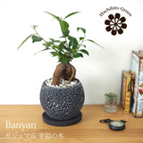 ガジュマル フローラポットアレンジ