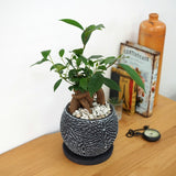 ガジュマル フローラポットアレンジ