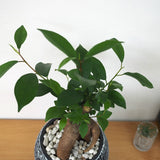 ガジュマル フローラポットアレンジ