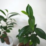 ガジュマル フローラポットアレンジ